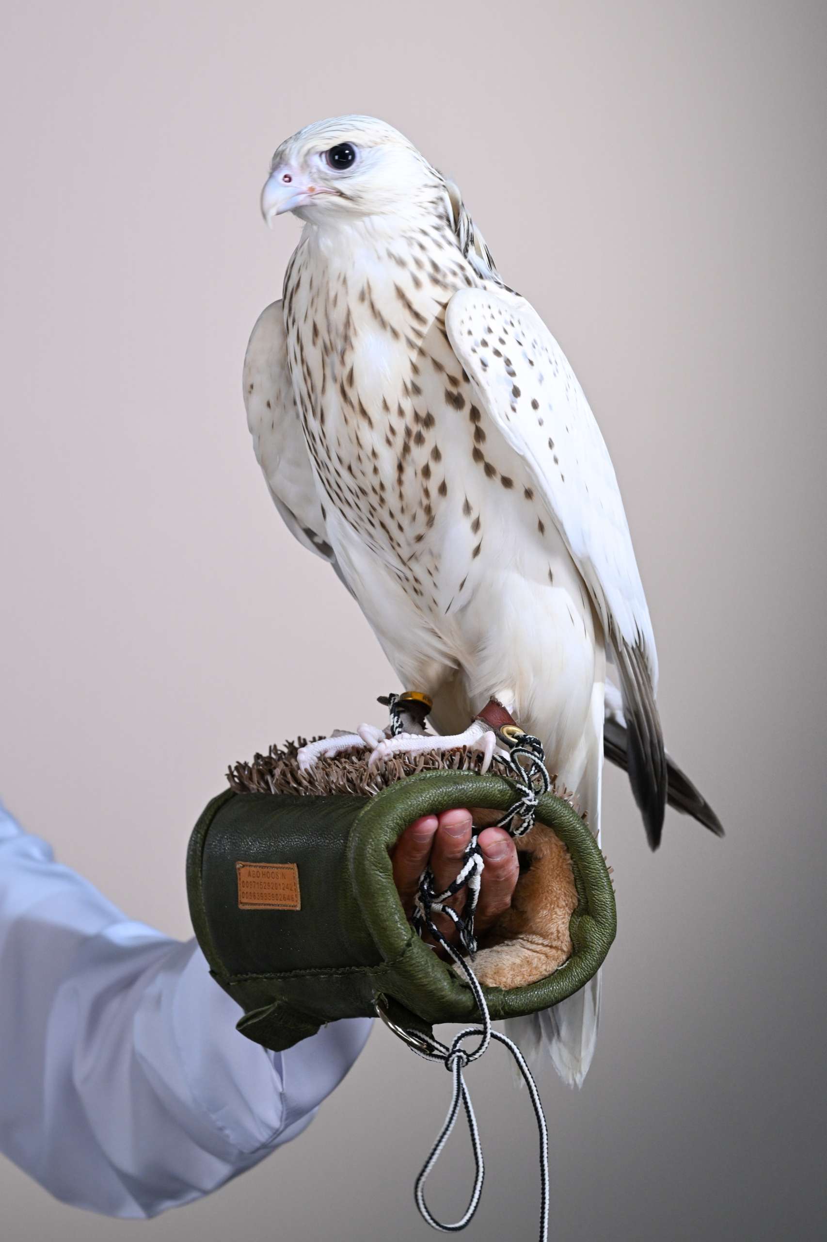 The rare Qarmousha Pure Ultra White falcon sold at ADIHEX 2026