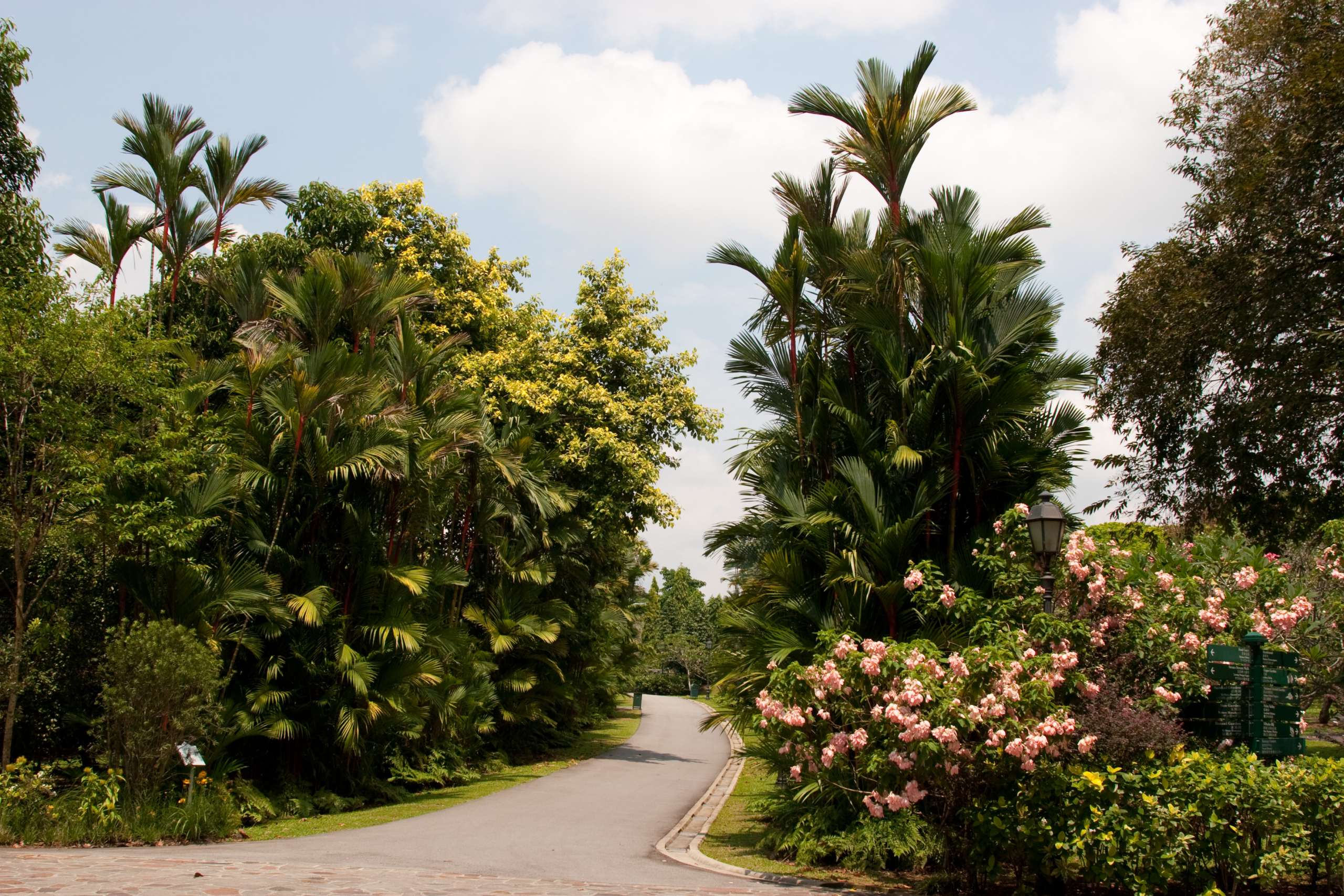 Tropical greenery in the Singapore Botanic Gardens